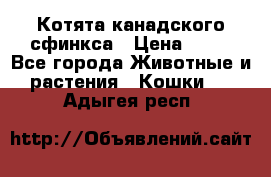 Котята канадского сфинкса › Цена ­ 15 - Все города Животные и растения » Кошки   . Адыгея респ.